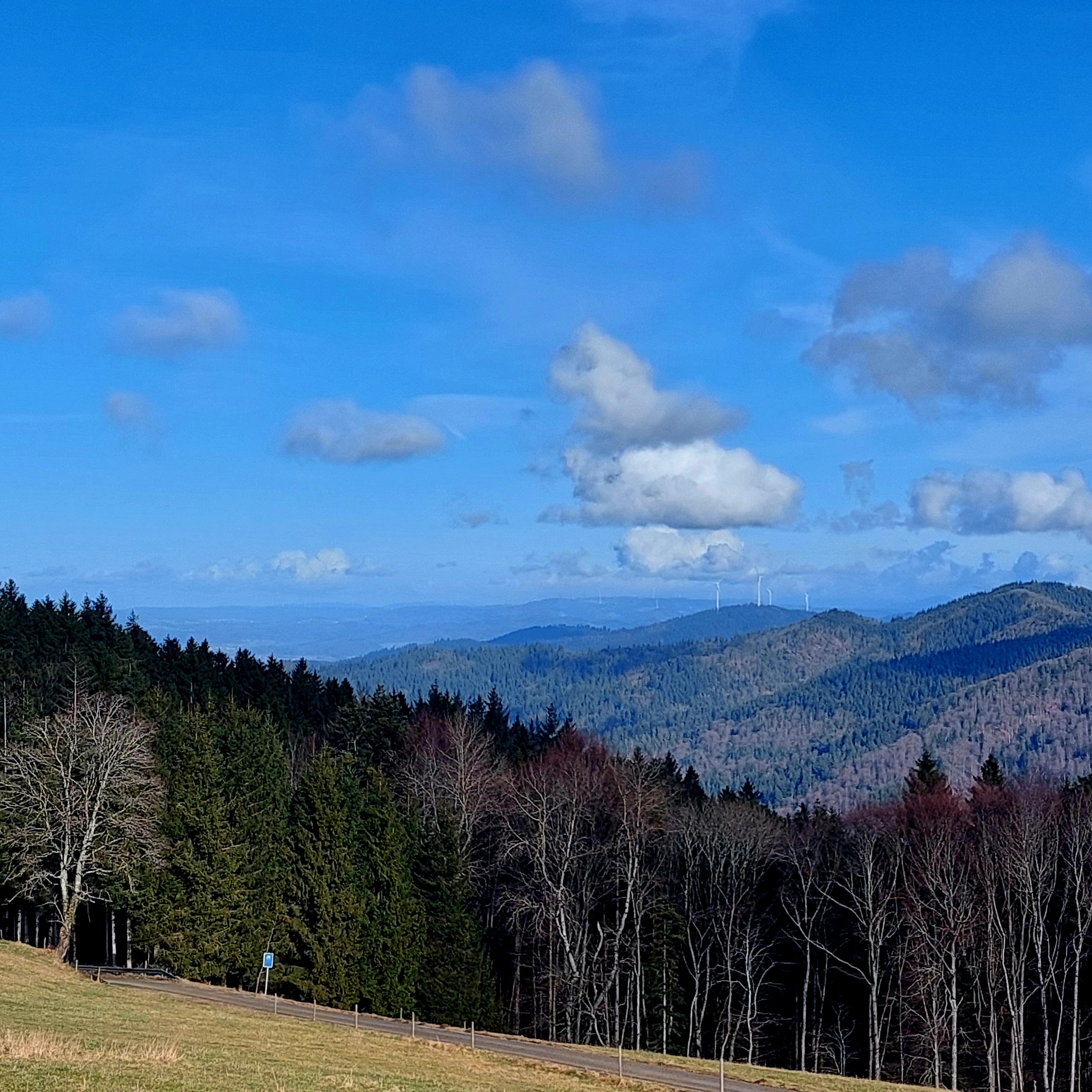 Bach flower remedy blog