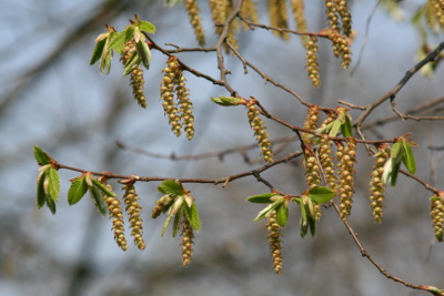 Hornbeam Bachblüten